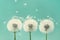 Three beautiful dandelion flowers with flying feathers on turquoise background.