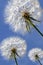 Three beautiful dandelions on blue sky.