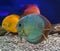 Three beautiful discus of different colors in the aquarium