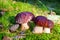 Three beautiful edible mushrooms and pine cone in forest closeup on green moss background, boletus edulis group, brown cap boletus