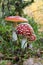 Three beautiful fly agaric mashrooms in their natural habitat