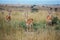 Three beautiful gazelles look into the frame and stand symmetrically in the African Savannah