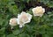 Three beautiful gently cream roses on a flowerbed