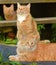 Three beautiful ginger cats in summer