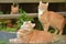 Three beautiful ginger cats in summer