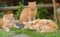 Three beautiful ginger cats in summer