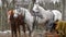 Three beautiful harnessed horses stand on a cloudy day in the street