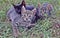 Three beautiful kittens, black cat, tabby cat