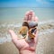 Three beautiful marine shells in human hand and bright blue sky on the beach. Beautiful shell in a male hand, sand and bright sea.