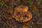 Three beautiful mushrooms Suillus luteus or Slippery jack. Mushrooms suillus luteus closeup.