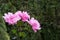 Three beautiful pink rose flowers Queen Elizabeth in natural sunlight on evergreen background. Floral nature background