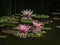 Three beautiful pink water lilies or lotus flowers Marliacea Rosea in the magic pond. Two nympheas reflected