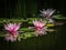 Three beautiful pink water lilies or lotus flowers Marliacea Rosea in the magic pond. Two nympheas reflected in the water