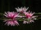 Three beautiful pink water lilies or lotus flowers Marliacea Rosea in the magic pond. Two nympheas reflected in the water. Frogs