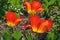 Three beautiful red yellow Tulipa gesneriana close-up in the park on a flower bed on a sunny day