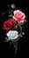 three beautiful roses in different colors in a poster inspired water slice style, ai generated image