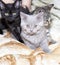 Three beautiful Scottish cats black, Tabby, fawn on a plaid