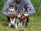 Three beautiful siberian husky sisters black and white blue eyed