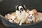 Three beautiful small chihuahuas are lying together in the kennel