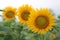 Three beautiful smiling sunflowers blossom welcoming new day in a field. Yellow flowers blooming in garden view background.