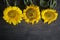 Three beautiful sunflowers decoration on rustic wooden table background arrangement. Classic board with yellow flowers frame