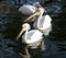 Three beautiful white pelicans float in water.