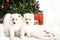 Three beautiful white puppy playing under the Christmas tree