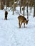Three beautiful whitetail deer during Wisconsin winter