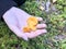 Three beautiful yellow orange mushrooms of chanterelles lie in the hand of a woman`s palm with beautiful manicure in the forest.