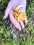 Three beautiful yellow orange mushrooms of chanterelles lie in the hand of a woman`s palm with beautiful manicure in the forest.