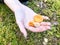 Three beautiful yellow orange mushrooms of chanterelles lie in the hand of a woman`s palm with beautiful manicure in the forest.