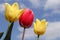 Three beautiful yellow and red tulips closeup and a blue sky with clouds in the background