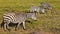 Three beautiful zebras graze in the savannah. Close-up