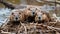 Three beavers on the river