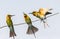 Three Bee-eaters on a twig. Very graphic birds and clean background.