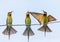 Three Bee-eaters on a twig. Very graphic birds and clean background.