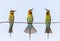 Three Bee-eaters on a twig. Very graphic birds and clean background.