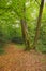 Three Beech in forest with dry fallen foliage