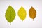 Three beech leaves in different colours