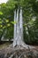 Three beech tree trunks grow together with one root and one crown, concept for cohesion in family and team, selected focus
