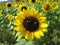 Three bees aresitting on the sunflower