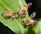 Three Bees Feeding and Working Together