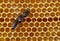 Three bees on a honeycomb