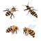 three bees and one wasp on a white background. set of bees. vector isolated. beekeeping. production of honey.