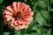 Three beetles sit on a red flower