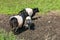 Three belted galloway cows