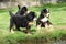 Three Bernese Mountain Dog puppies