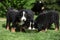 Three Bernese Mountain Dog puppies drinking