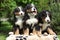 Three Bernese Mountain Dog puppies sitting