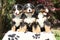 Three Bernese Mountain Dog puppies sitting